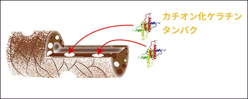 カチオン化ケラチンタンパク